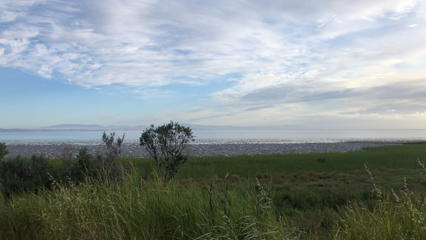 	A landscape with lush marsh vegetation, mudflats, and calm water. Low hills are visible behind a light fog in the distance