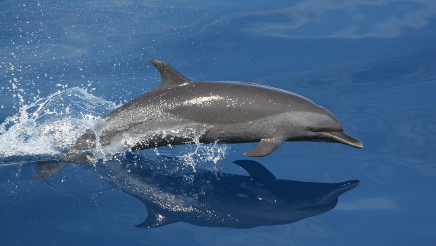 A spotted dolphin in the ocean. The photographer has caught it mid-jump, with it's reflection below it.
