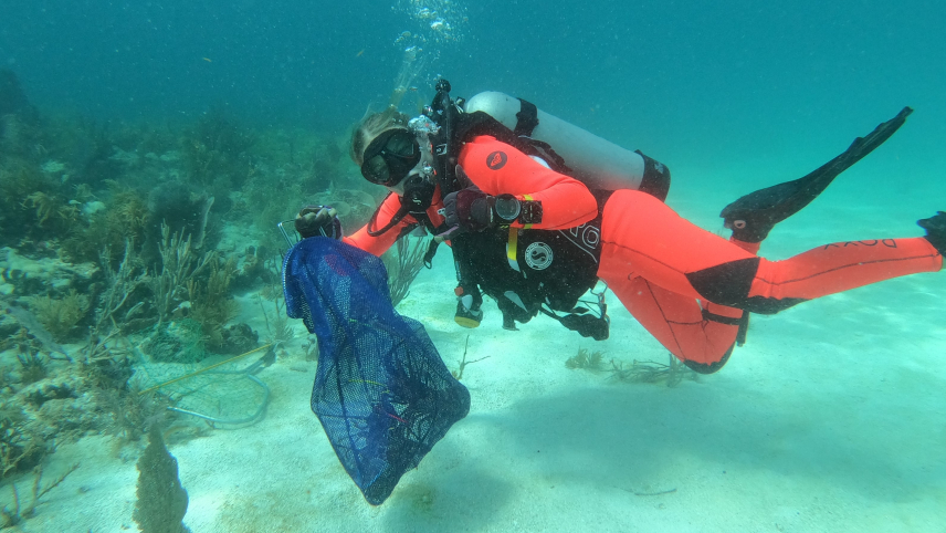 Heather is in full scuba gear just above the sandy ocean floor. Light penetrating the water suggests a fairly shallow depth. She holds a mesh bag with spiny lobsters in it.