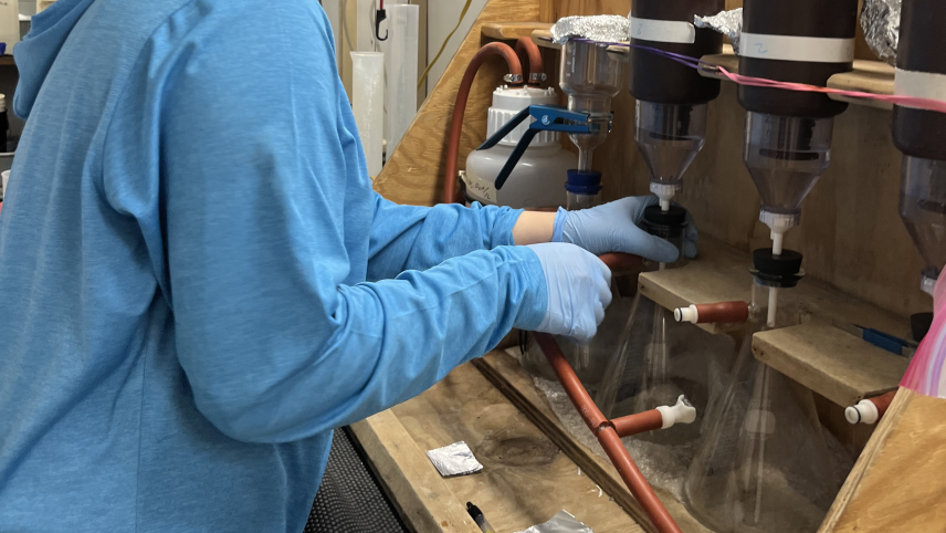 Anna stands at lab bench with a large filtering station on it. Four sample bottles are each being vacuum-filtered into an erlenmeyer flask. Each of the four samples appear to be in an enclosed system from sample bottle, through the filter, to the flask. She is focused on adjusting one of the flasks using a gloved hand.