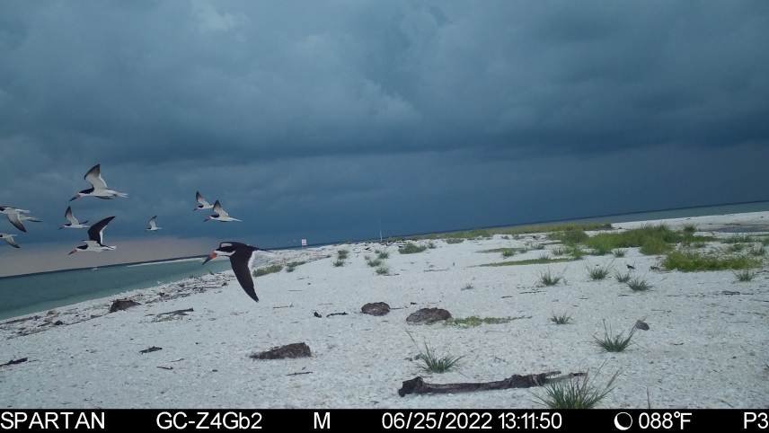 Four black skimmers fly away from a sandbar against overcast skies. A few older chicks stay grounded near clumps of grassy vegetation and several other black skimmers can be seen resting further down the sandbar. A bar across the bottom of the photo shows that the image was captured on June 25, 2022 at 1:00 p.m. on an overcast, 88 degree Fahrenheit day.