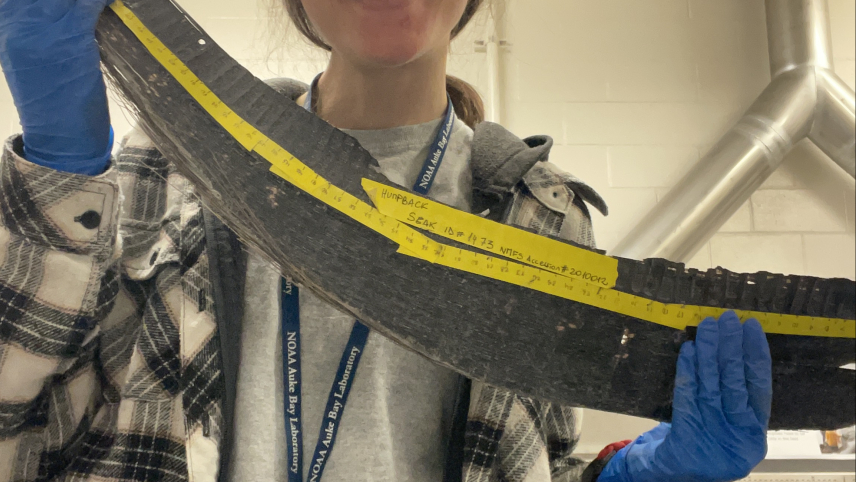 Courtney poses in a lab, smiling and holding a gray, crescent shaped plate of whale baleen that appears to be a few feet long in her gloved hands. The baleen plate looks hard and fibrous.