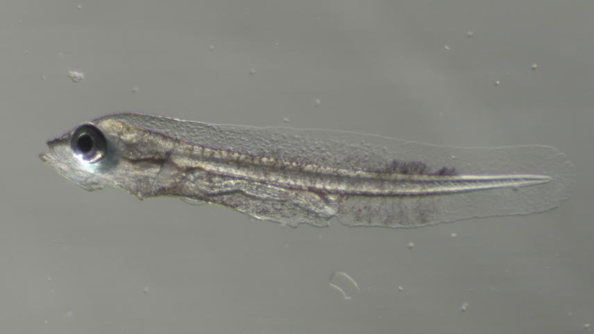 The larval fish is long, thin, and mostly transparent. Its face looks well-developed, but features such as fins are still indistinct.