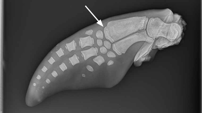 An x-ray of a dolphin flipper. An arrow indicates a slightly separated section of bone at the end of another bone.
