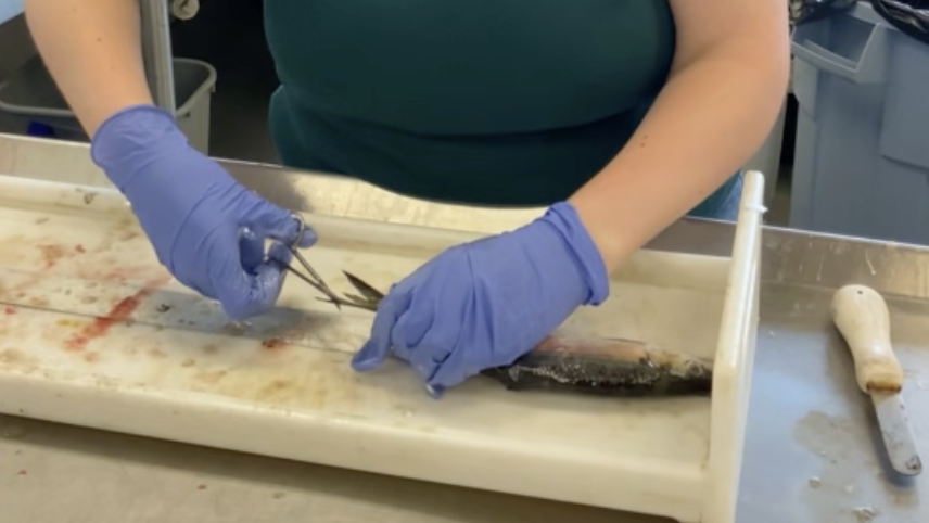 Aileen standing at a lab bench using scissors to snip the caudal fin of a dead fish. Red and yellow liquid covers some of the work area, her rubber gloves, and laboratory tools, suggesting that processing fish is messy work.