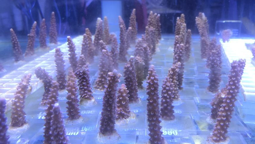 Cylindrical corals are lined up in rows in a tank lit by blue light.