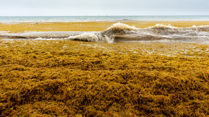 Thick layers of sargassum covering a beach shoreline, with waves breaking through the dense mat of brown algae. The open sea is visible in the background under a cloudy sky.