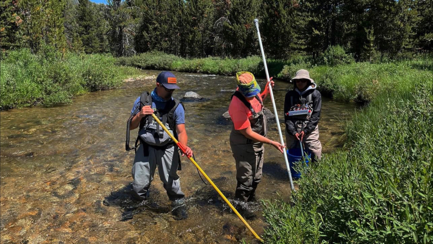 Three people in waders using fisheries equipment in a shallow, flowing stream. One person uses an electrofishing backpack, another has a net, and a third holds a bucket and a measurement device.