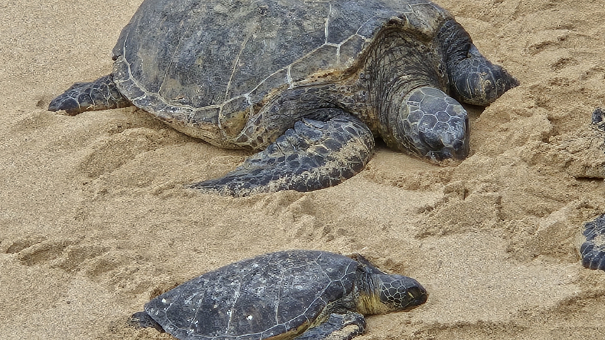 Two Hawaiian green sea turtles (honu) lay on a sandy beach.