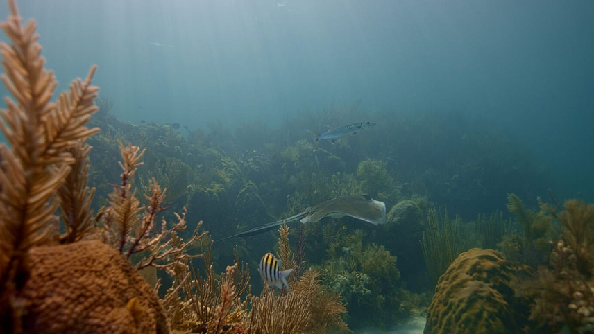 Corals in Florida Keys National Marine Sanctuary