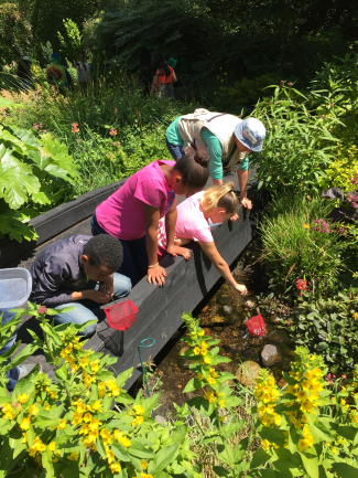 Three students and an educator hold red nets, one is leaning over taking samples from some water within a lush field. 