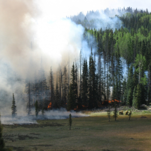 Flames and smoke as seen inside the Wallow fire area in Arizona.
