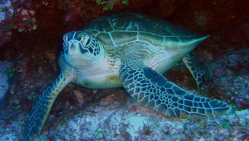Green sea turtles are found around the globe in tropical and subtropical waters. 