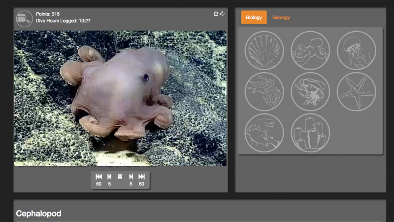 Anyone can help explore the deep sea using the Ocean Video Lab. Citizen scientists watch underwater footage to find highlights for scientists. 