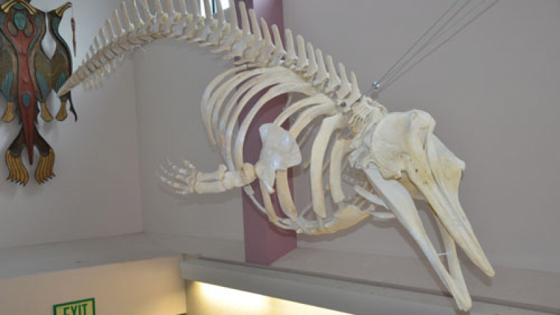 The only skeleton of the new species in the United States hangs on display at Unalaska High School in Alaska's Aleutian Islands. The whale was found dead nearby in 2004 and tissue samples preserved in a NOAA Fisheries tissue collection later revealed that it is the new species.