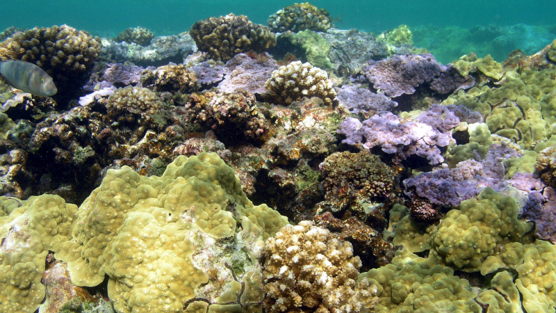 Coral reef​s ​​​​in the clear blue waters of Kure Atoll in ​Hawaii's Papahānaumokuākea Marine National Monument​.