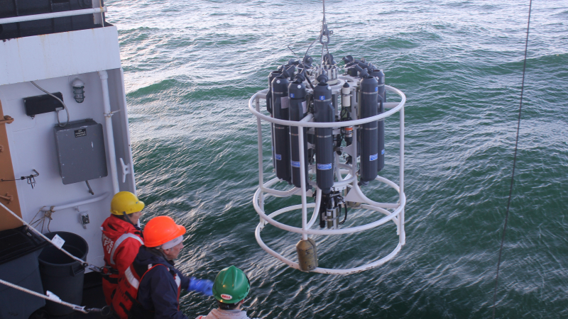 At each trawl location, the crew and scientists measure conductivity (used to determine salinity of the water), temperature, and depth by lowering this rosette of instruments into the water. For more detailed analyses back in the lab, each of the large gray bottles captures a water sample at a different depth. The data provide scientists important information about the local aquatic environment.