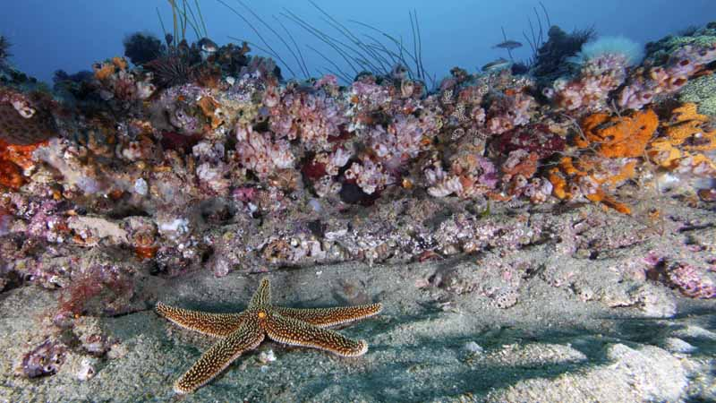 Gray’s Reef National Marine Sanctuary protects a vibrant hard-bottom area off the Georgia coast. Within its waters, scattered rocky outcroppings and ledges as tall as six feet provide homes for a variety of invertebrates. These sea stars, fan corals, sponges, barnacles, crabs, lobsters, snails, shrimp and other organisms form a dense carpet of living creatures that hide in nooks and crannies and give the Gray's Reef's habitat its name – “live bottom." 