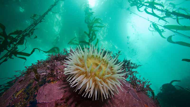 Kelp forests, like the ones found in Monterey Bay National Marine Sanctuary, are tiered like a terrestrial rainforest with a canopy and several layers below. These fast-growing forests provide food and shelter for large numbers of marine animals, from sea otters and sea lions to fish and shellfish, and protect coastlines from damaging wave action. 