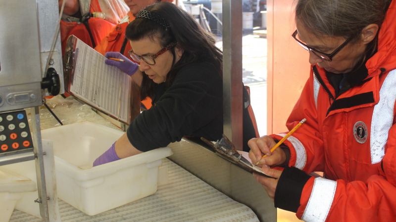 Careful sorting reveals juvenile fish and other small species that were mixed in with the larger fish. The scientists make sure to record these data as well.