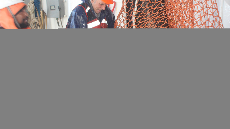 With the entire catch funneled inside, the end of the net gets suspended so the deck crew can empty it into bins.