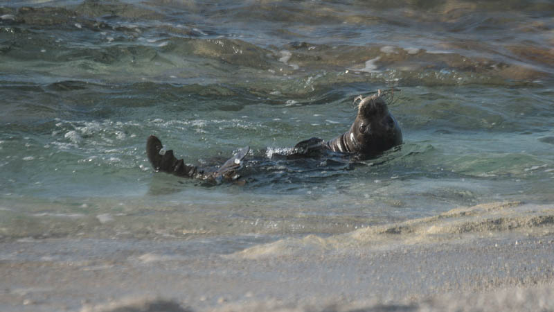 Kilo swims in the surf. A tag on her body allows scientists to monitor her whereabouts and environment to keep tabs on how she’s doing and learn more about monk seal behavior. 