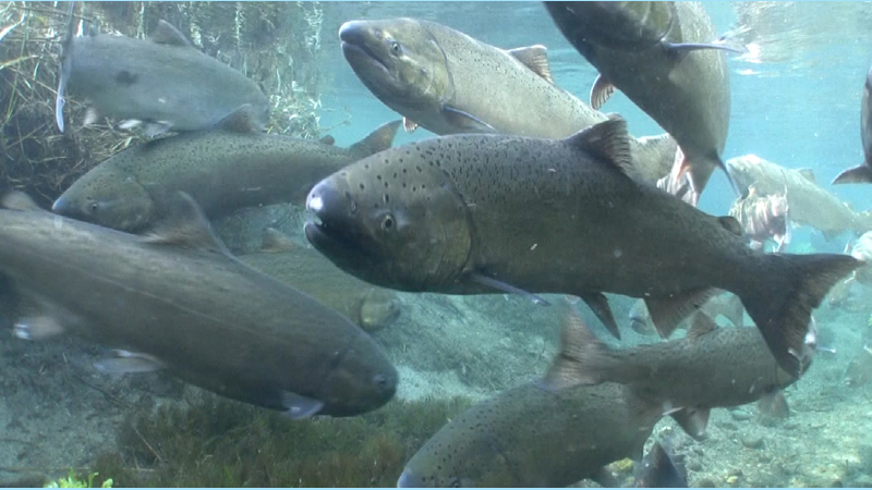 Spring chinook salmon.