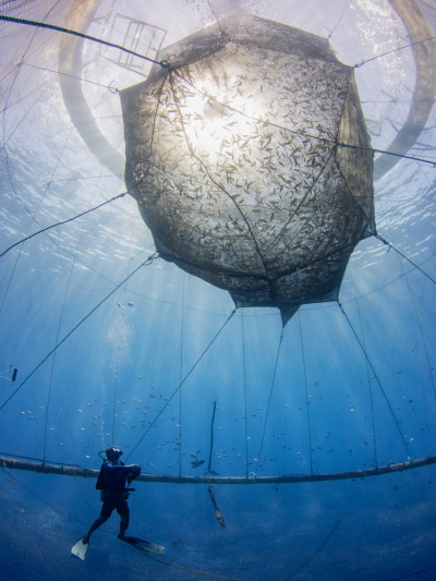 Offshore aquaculture off the coast of Kona, Hawai'i Island.  