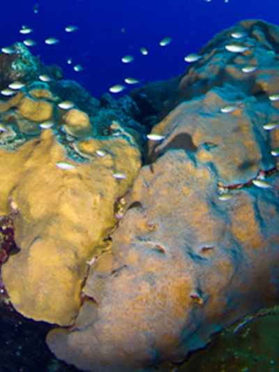 Oribicella faveolata coral listed for protection under the Endangered Species Act. This species occurs in the Caribbean; within US waters it occurs along Florida coast/Florida Keys in the Atlantic Ocean, Puerto Rico, U.S. Virgin Islands and Gulf of Mexico.