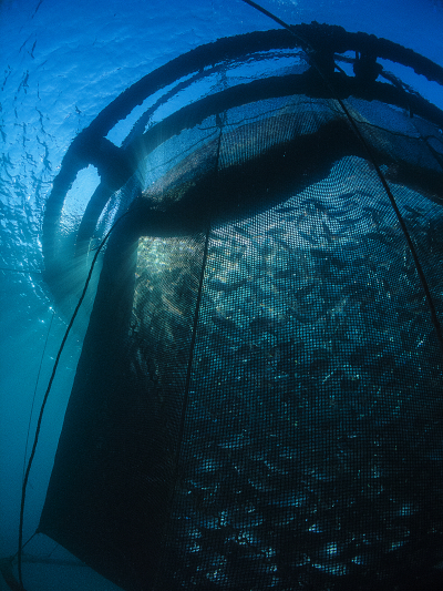 Royal Bream raises in a floating net in Marseille, France. This represents one type of farming technology that could work in the Gulf.
