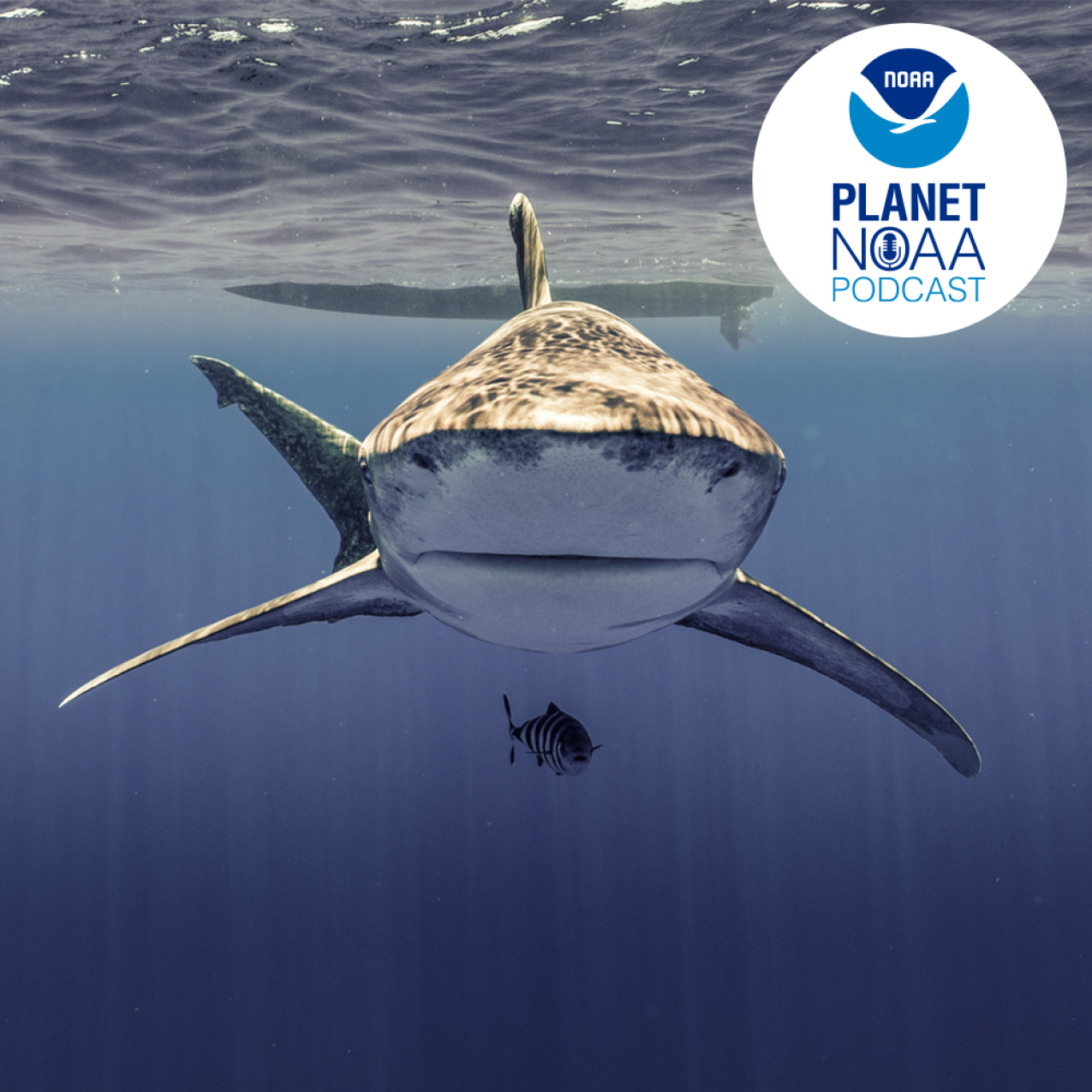 Front view of an oceanic whitetip shark swimming near the surface of the water. Credit: John Carlson/NOAA