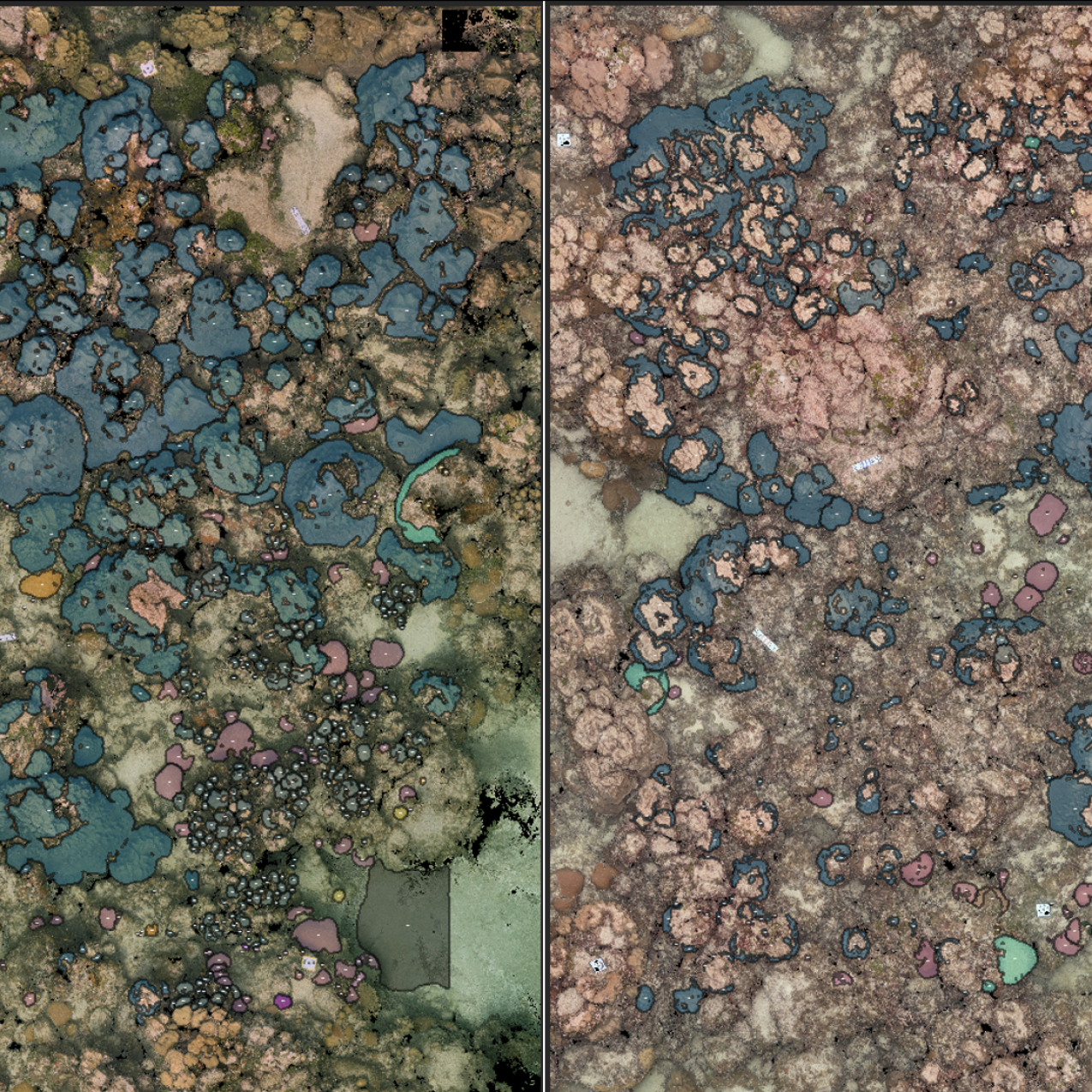 The images are a top-down view of a coral reef on which someone has digitally traced coral area. In the left photo, there is greater coral cover and the reef looks more colorful than in the right photo.