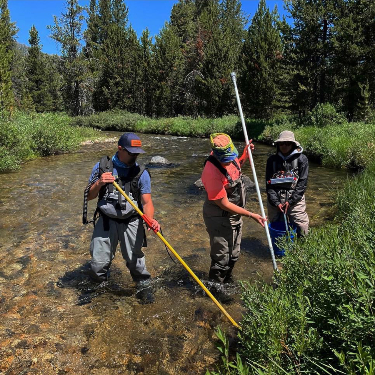 Three people in waders using fisheries equipment in a shallow, flowing stream. One person uses an electrofishing backpack, another has a net, and a third holds a bucket and a measurement device.