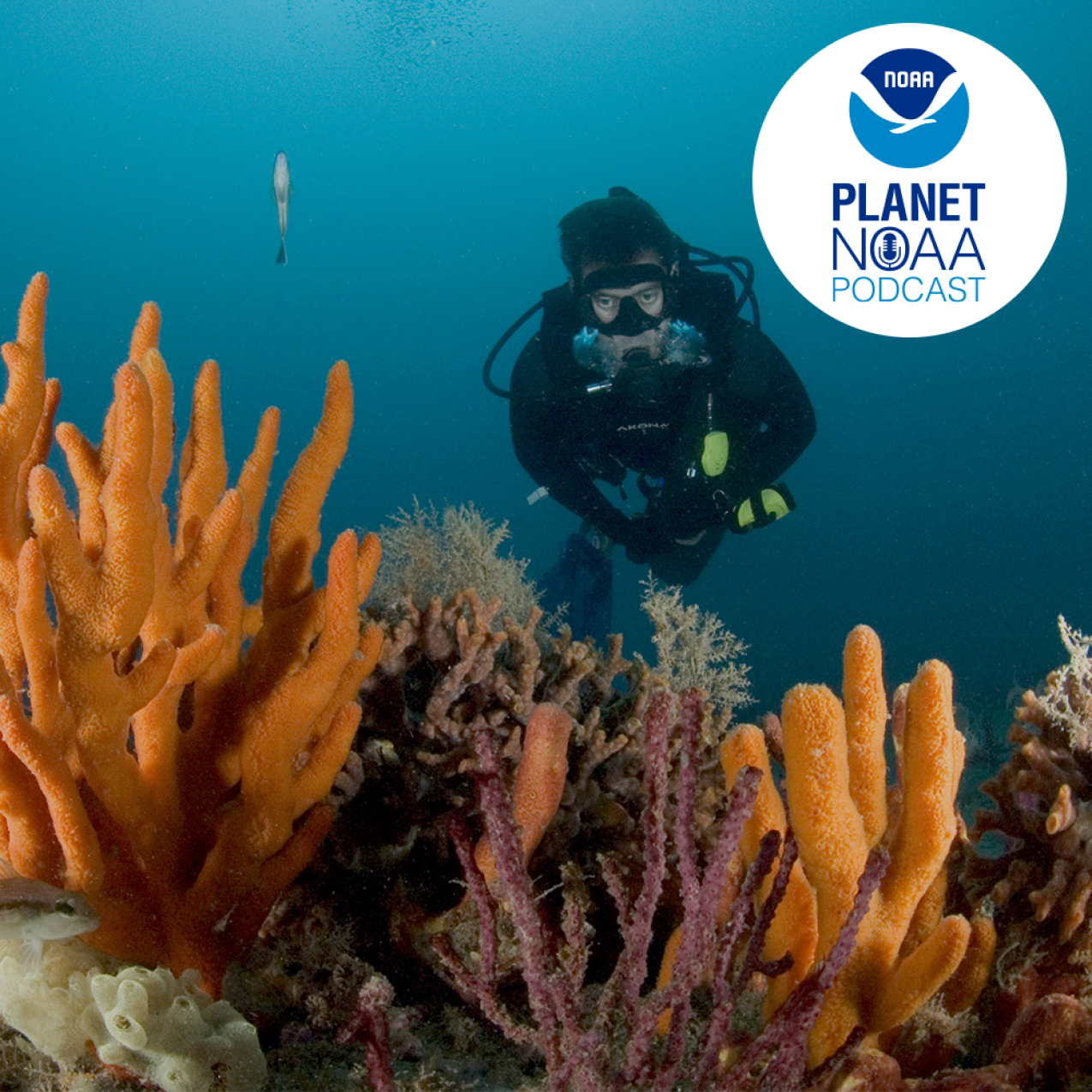Diver conducting fish survey on Gray's Reef with a variety of invertebrates including soft coral, finger sponge, and a few fish. 