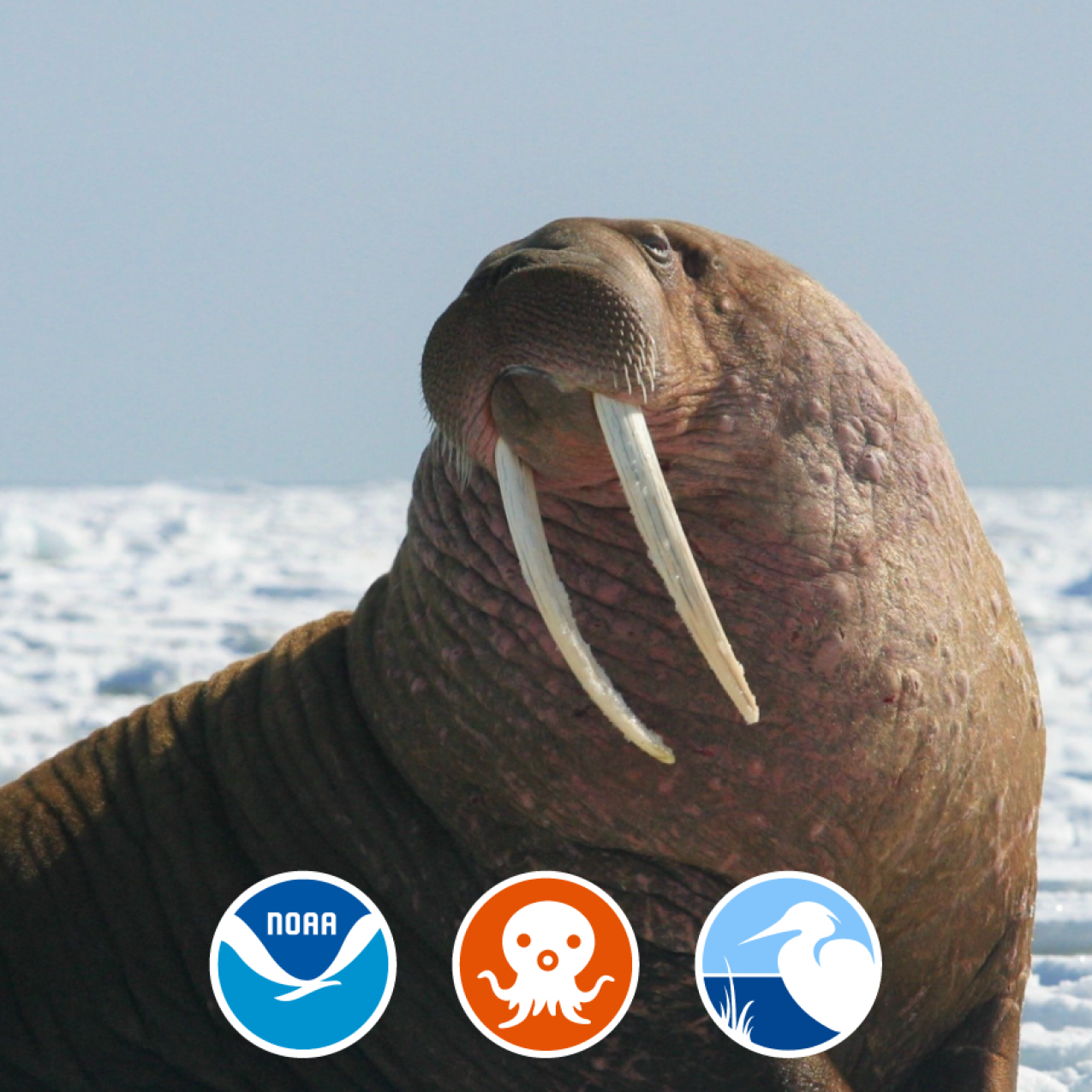 Episode 3: The Walrus Chief
Enter the world of walruses with the Alaska SeaLife Center as your guide! Learn about their hierarchy, their amazing multi-use tusks, and their need for protection.