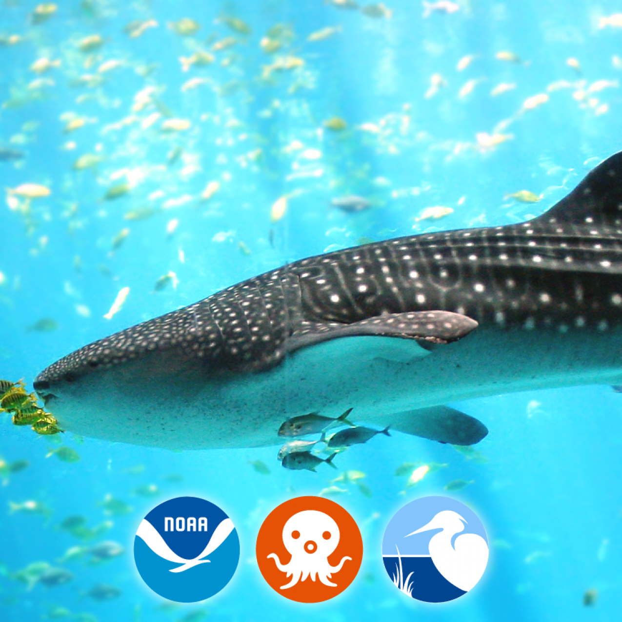 Episode 1: The Whale Shark
Educators from the Aquarium of the Pacific answer our questions about the Octonauts' adventure with a whale shark and teach us how to help protect whale sharks in real life.
