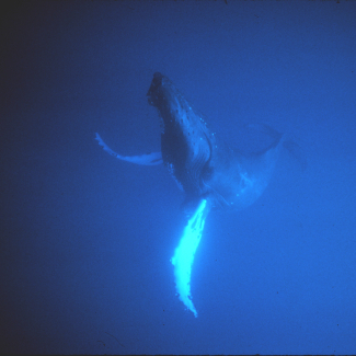 Humpback whales are mammals that must surface to breathe