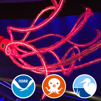 A red model of a giant squid hangs hangs from the ceiling in an aquarium. 