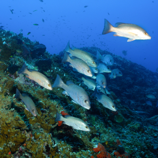 Gray snapper swim past a pinnacle covered in fire coral at Sonnier Bank, a popular area for fishing and shallow enough for scuba diving in Flower Garden Banks National Marine Sanctuary.