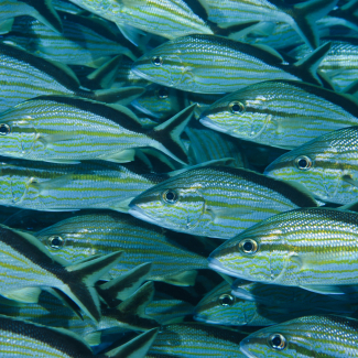 School of cottonwick.