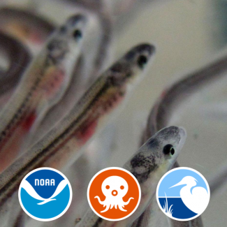 Three glass eels with logos for NOAA, Coastal Ecosystem Learning Centers, and Octonauts. 