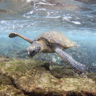 Green sea turtle.