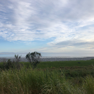 	A landscape with lush marsh vegetation, mudflats, and calm water. Low hills are visible behind a light fog in the distance