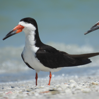 A black long-winged bird with a white breast and belly stands on a shell beach. The top of its long beak is shorter than the bottom.