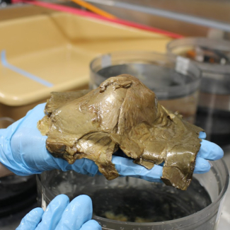 This unidentified specimen, photographed in the wet lab on NOAA Ship Okeanos Explorer, was seen and collected on August 30, 2023, during Dive 07 of the Seascape Alaska 5: Gulf of Alaska Remotely Operated Vehicle Exploration and Mapping expedition. 