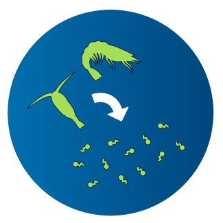 A copepod and a krill on one side with an arrow pointing to surfactants on the other side.