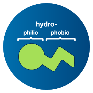 A surfactant labeled with a hydrophilic head and hydrophobic tail.