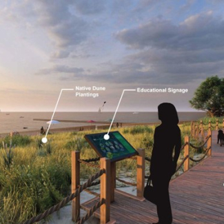 Beach Dune Restoration