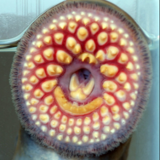 Sea lamprey