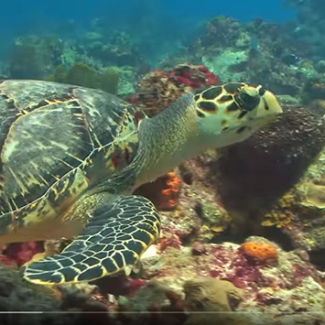 One NOAA Video Capture 13